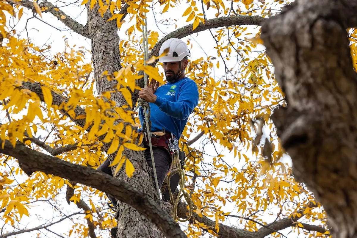Skilled Tree Planting crew working in Burfordville