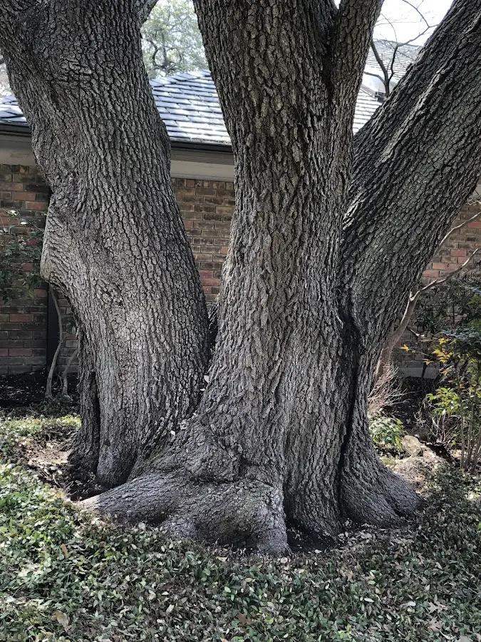 Mature heritage tree close to a Burfordville property cared for by certified arborists